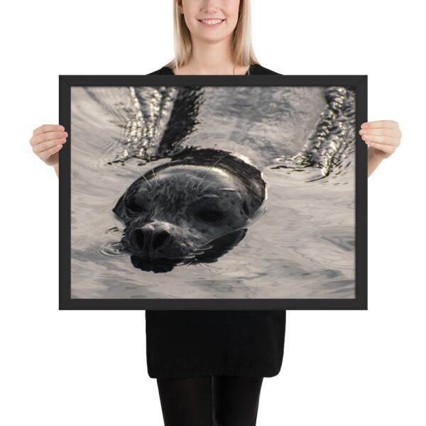 Sepia Seal - Victoria, BC