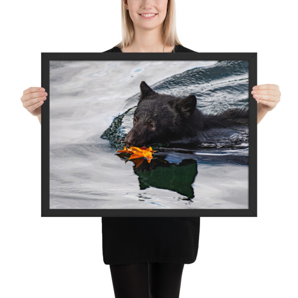 A Bear's Autumn Swim - Port Alberni, BC