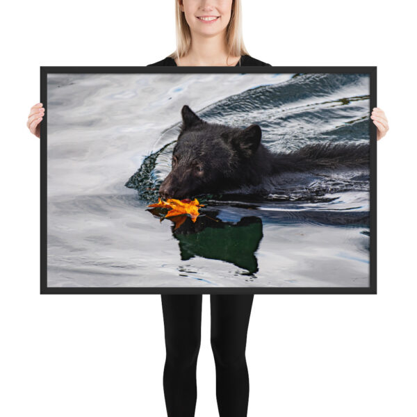 A Bear's Autumn Swim - Port Alberni, BC