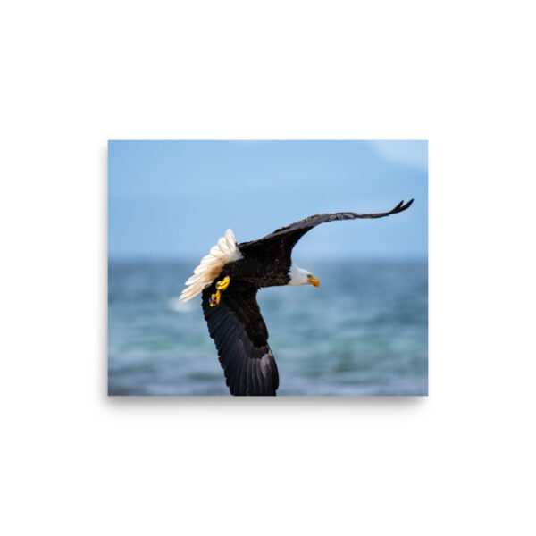 Eagle in Flight - Parksville, BC