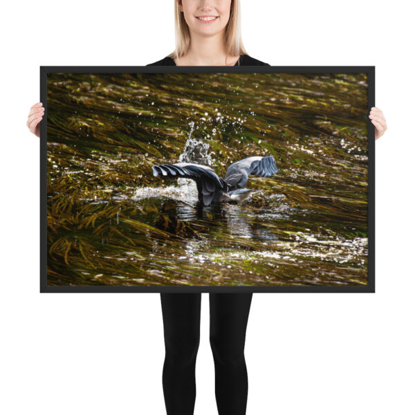 Great Blue Heron Fishing in Seaweed - Victoria, BC